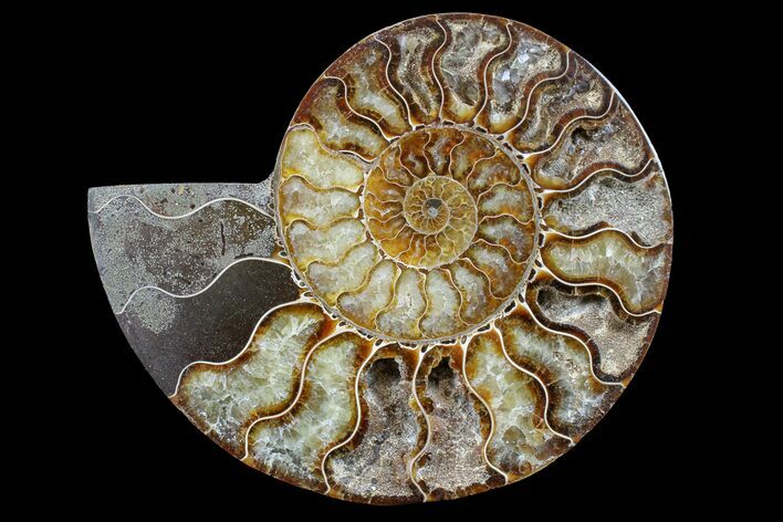 Cut & Polished Ammonite Fossil (Half) - Madagascar #166913